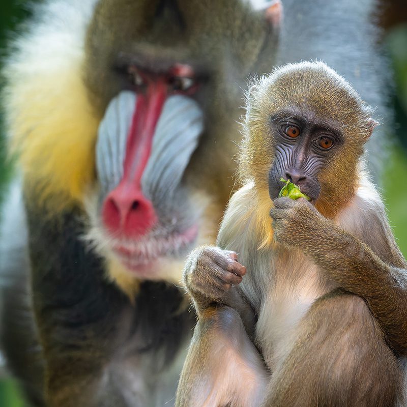 Bébé mandrill_Zoo de Granby